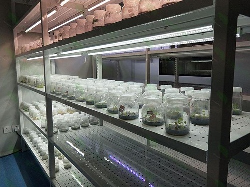 安徽植物组织培养实验室设计建设方案